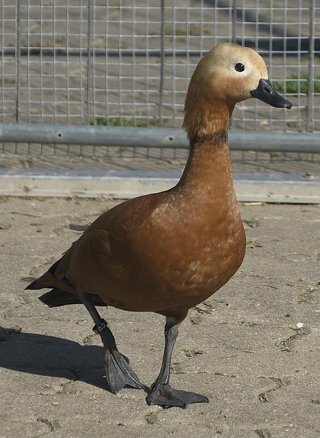在顽强防守